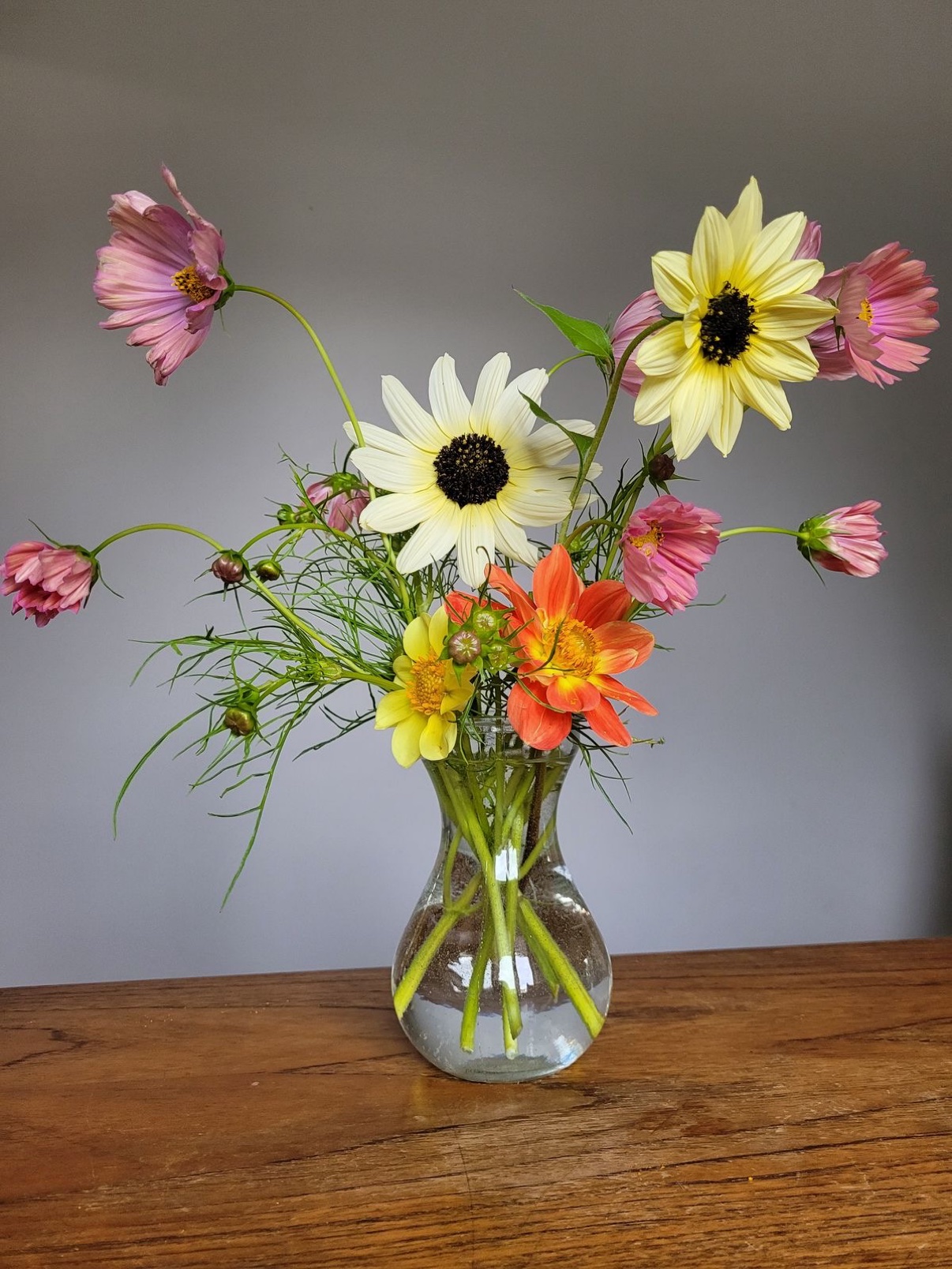 Standard Sailor's Pick cosmos vase arrangement